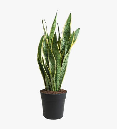 Sansevieria Trifasciata Plant (Snake Plant)